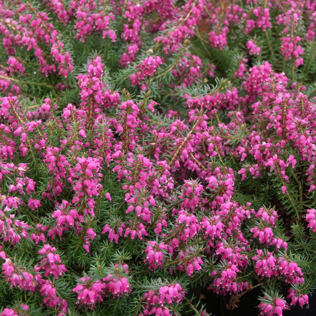 Urze-de-inverno Eva - Erica carnea