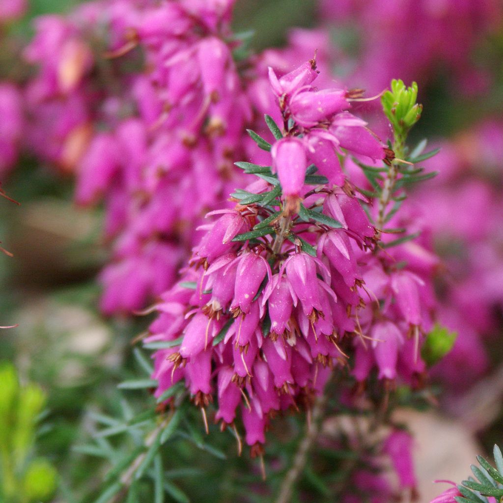 Urze-de-inverno Ruby Glow - Erica carnea