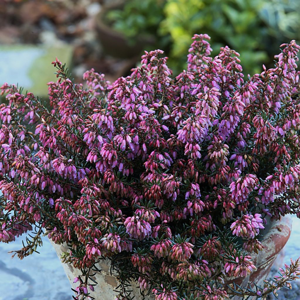 Urze-de-inverno Wintersonne - Erica carnea