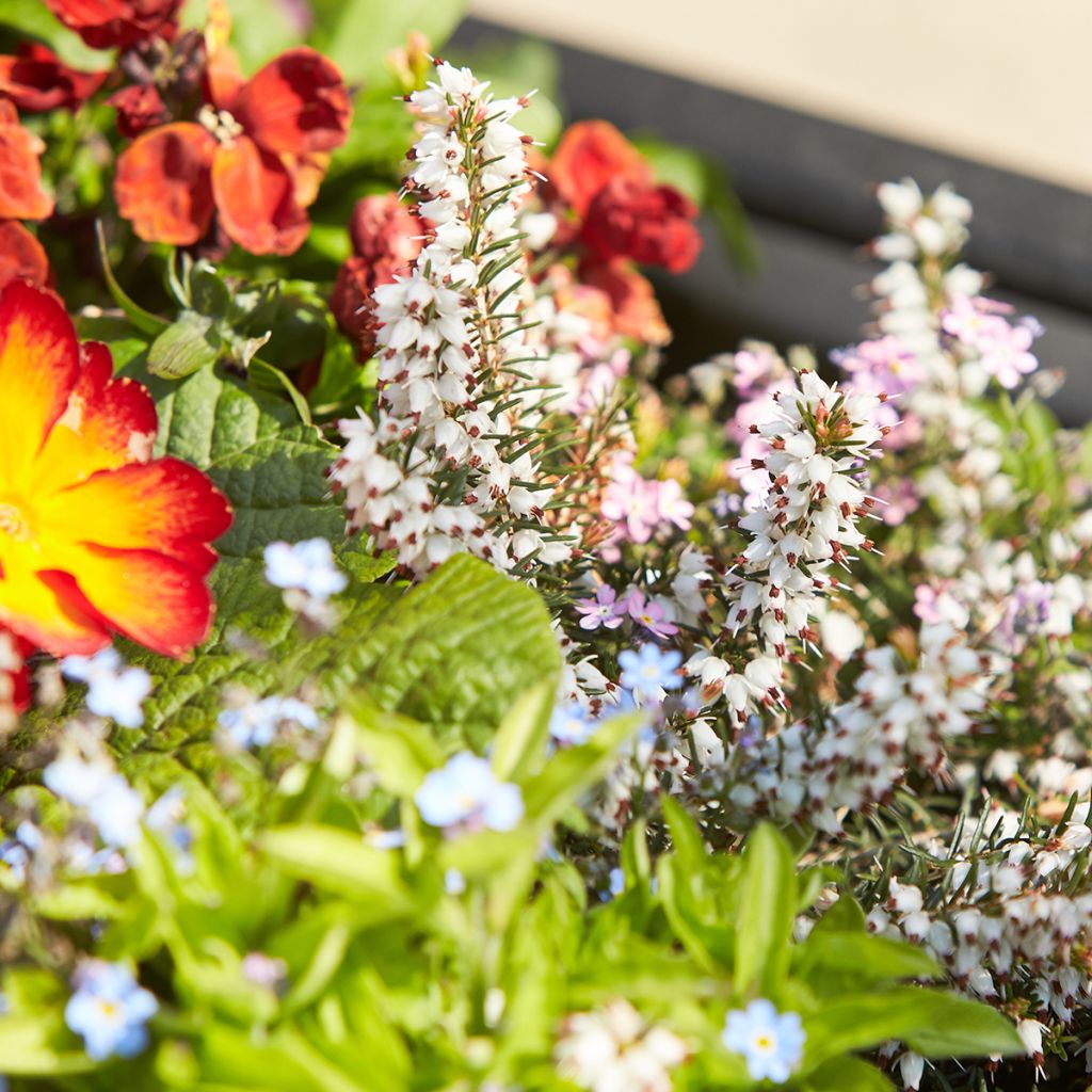 Urze de inverno White Perfection - Erica darleyensis