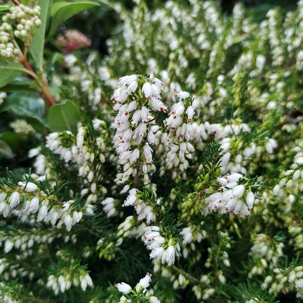 Urze de inverno White Perfection - Erica darleyensis