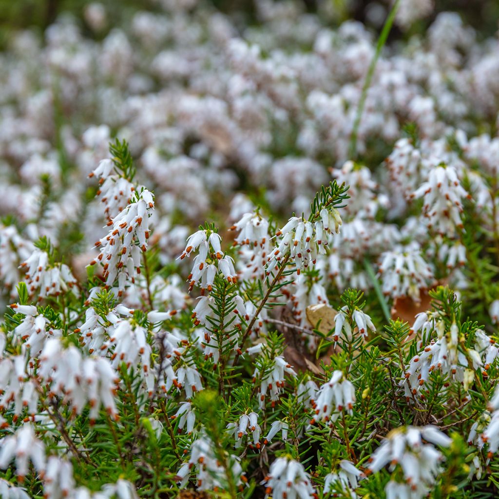 Urze de inverno White Perfection - Erica darleyensis