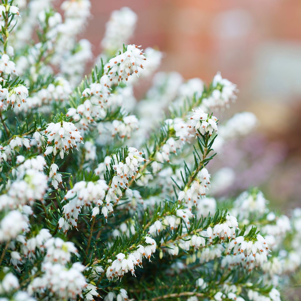 Urze de inverno White Perfection - Erica darleyensis