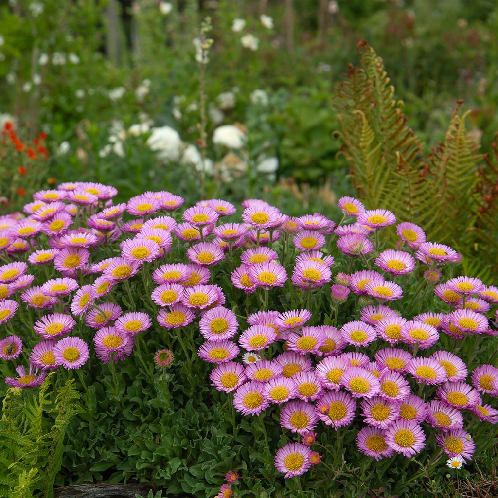 Erigeron glaucus - Vergerette glauque