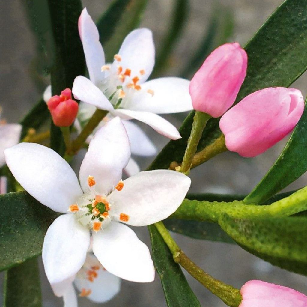 Philotheca myoporoides Flower Girl Pink