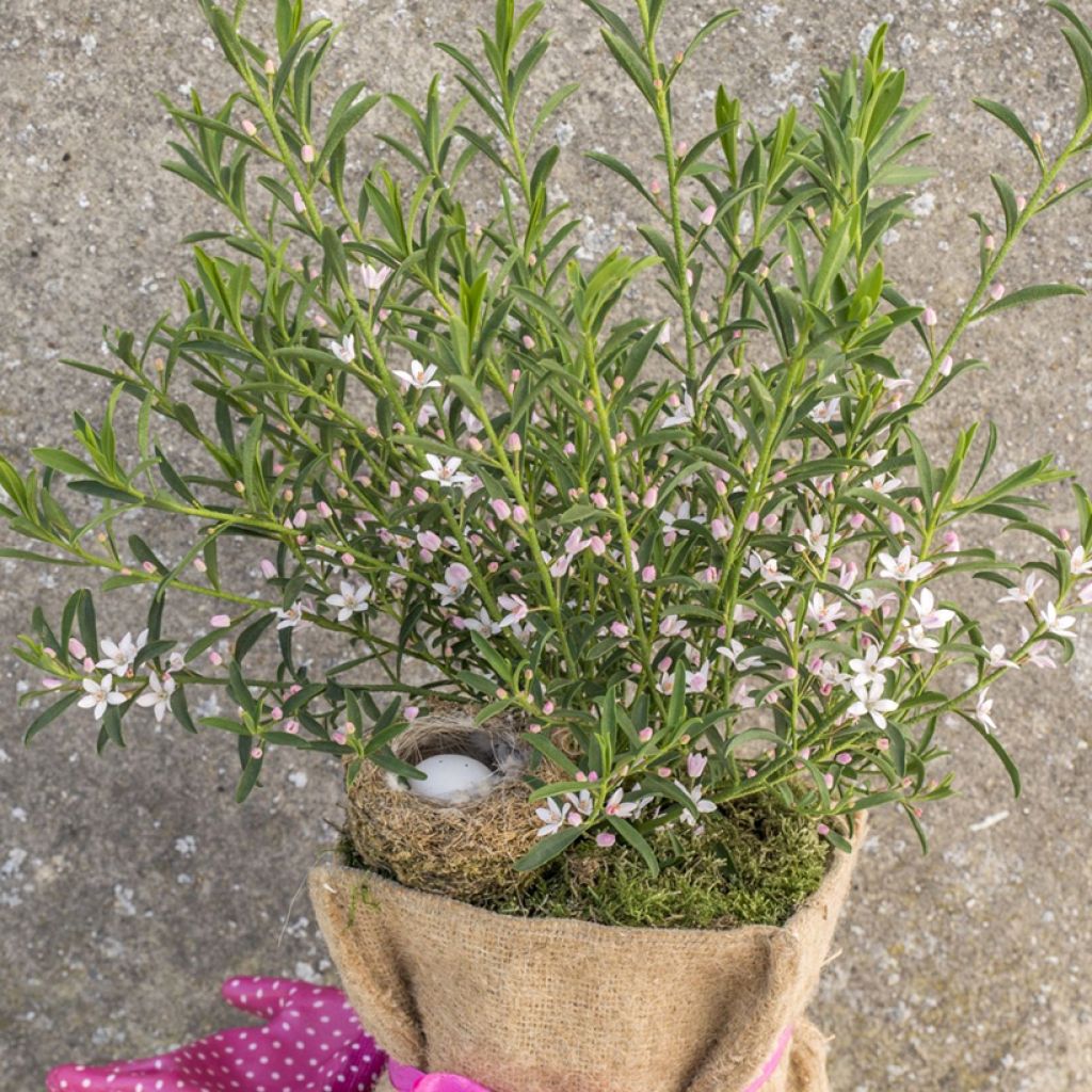 Philotheca myoporoides Flower Girl Pink