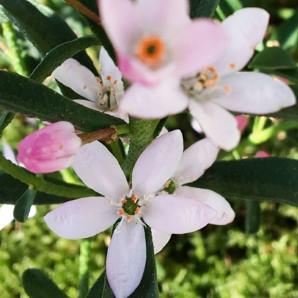 Philotheca myoporoides Flower Girl Pink