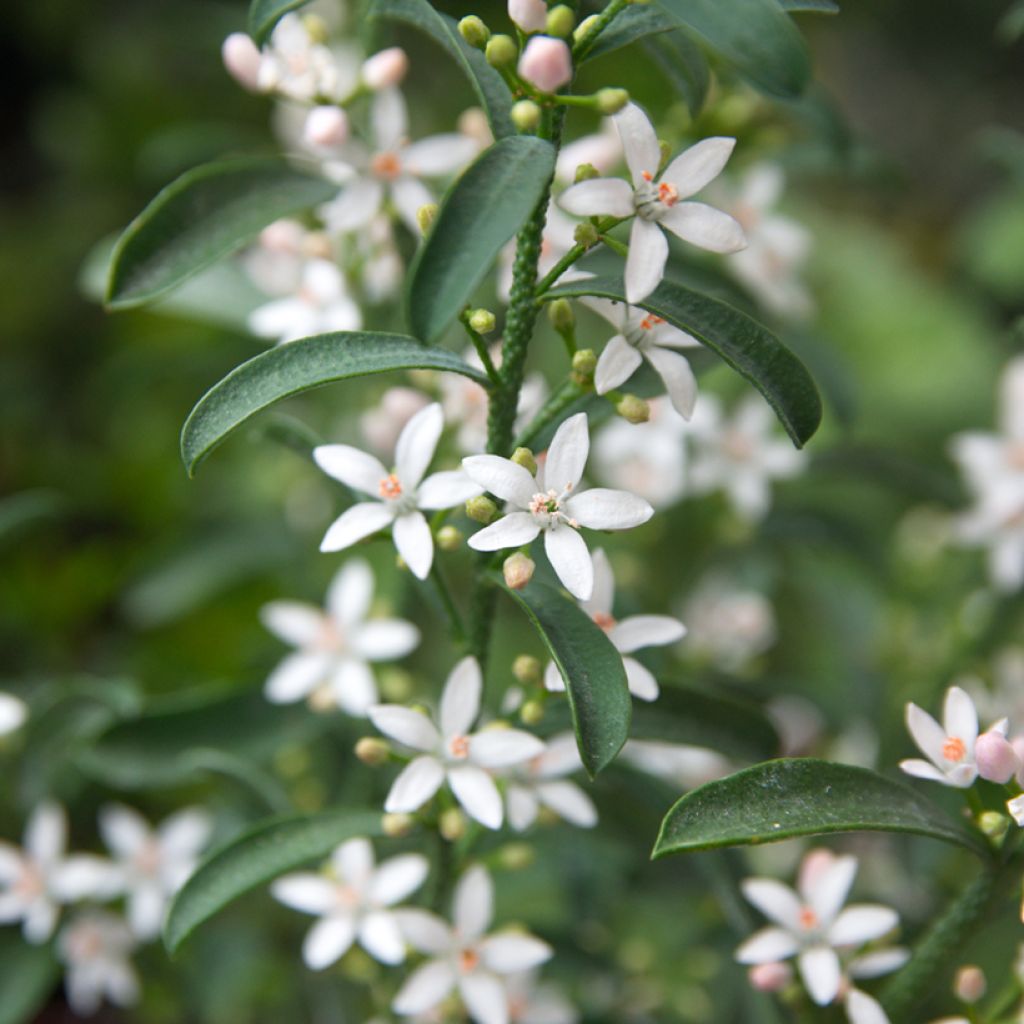 Eriostemon myoporoides