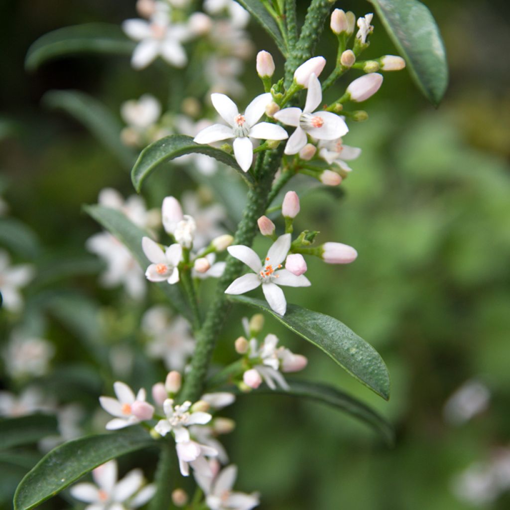 Eriostemon myoporoides