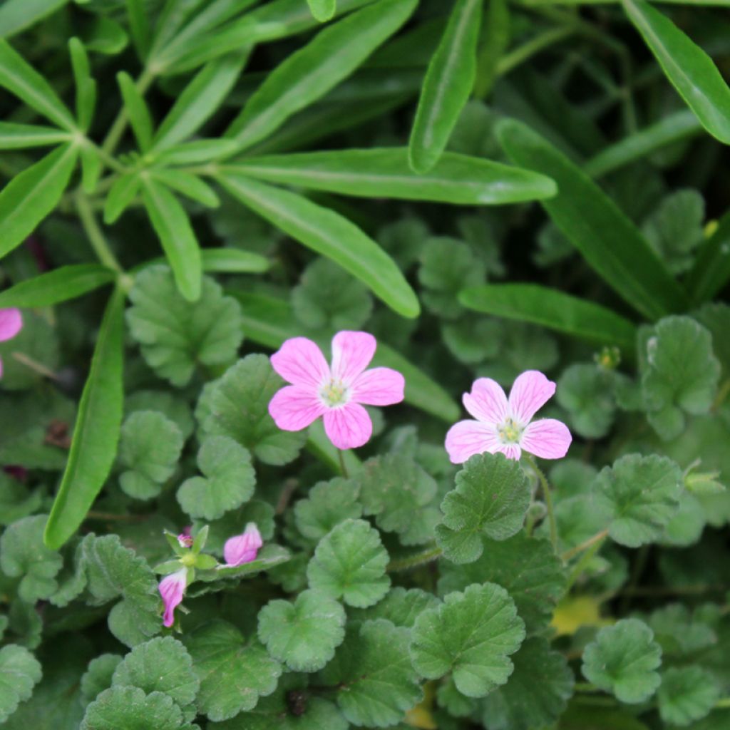 Erodium Bishops Form