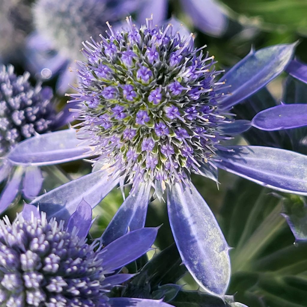 Cardo azul Grumpy - Eryngium planum