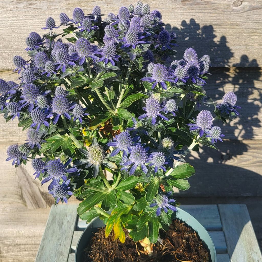 Cardo azul Grumpy - Eryngium planum