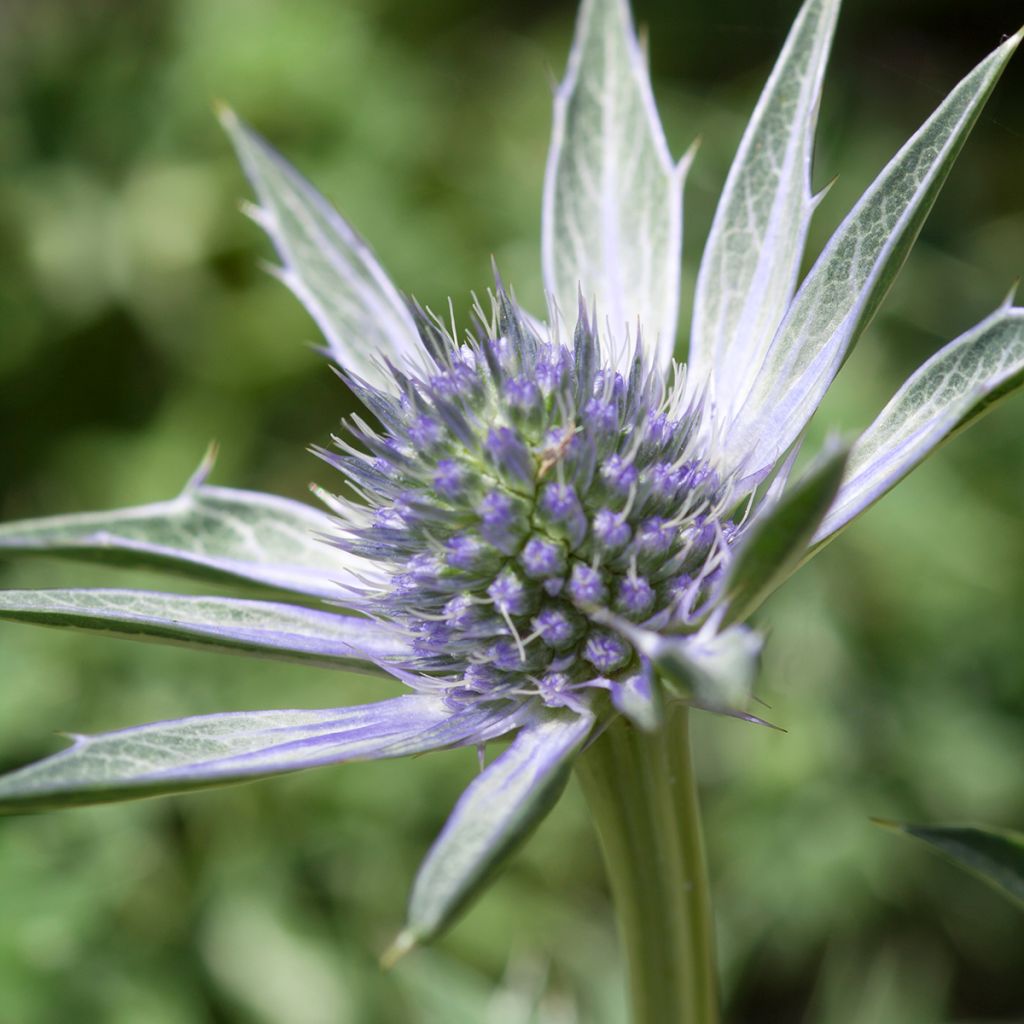 Cardo azul Jos Eijking  - Eryngium zabelii