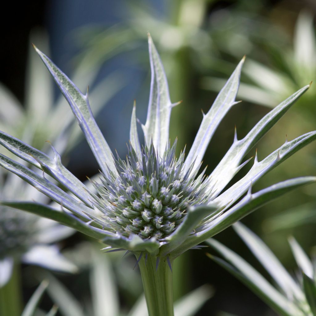 Cardo azul Jos Eijking  - Eryngium zabelii