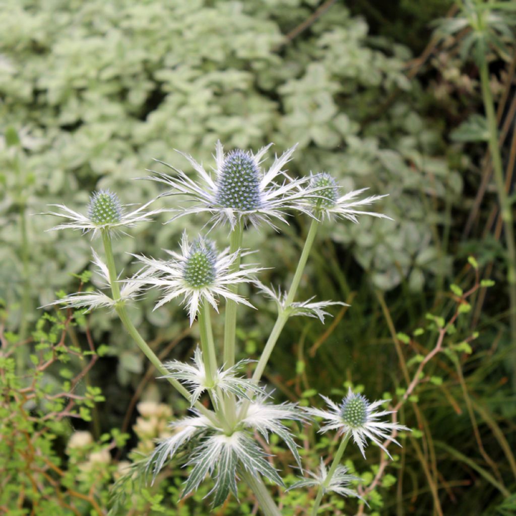 Cardo azul Jos Eijking  - Eryngium zabelii