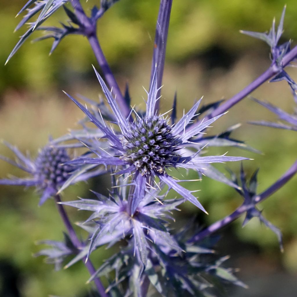 Cardo-marítimo Lapis Blue - Eryngium maritimum
