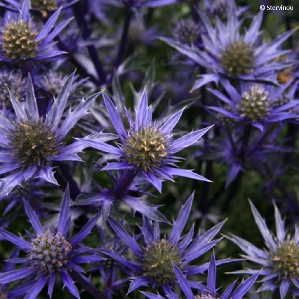 Cardo-azul Picos Amethyst Mackpam - Eryngium bourgatii