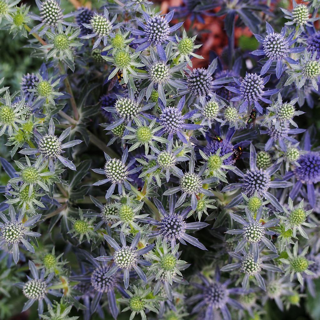 Cardo azul Tiny Jackpot - Eryngium planum