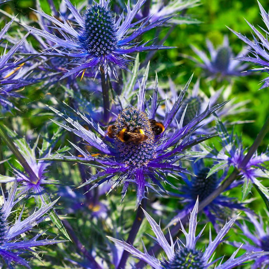 Cardo dos Alpes Blue Star - Eryngium alpinum