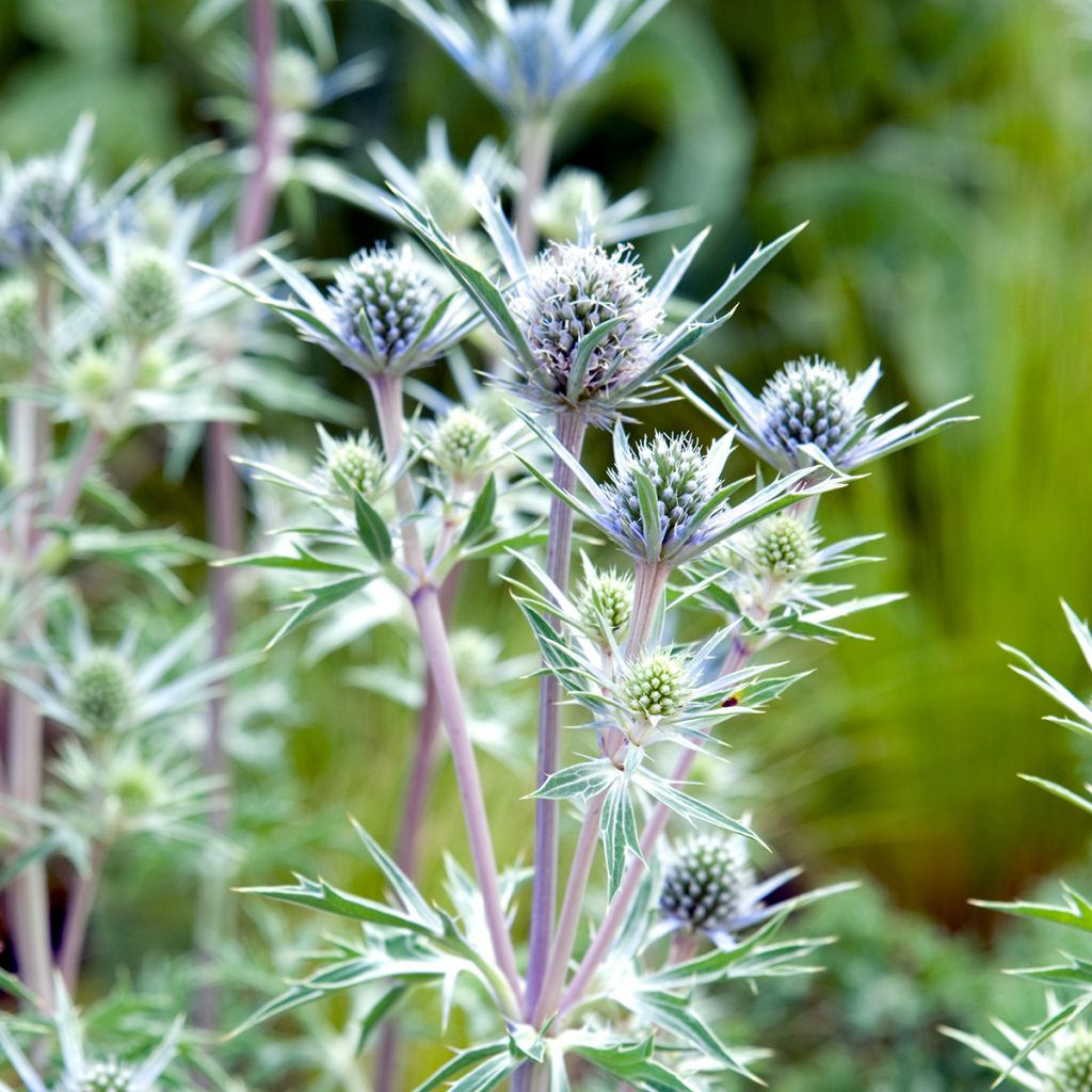 Cardo-azul - Eryngium bourgatii