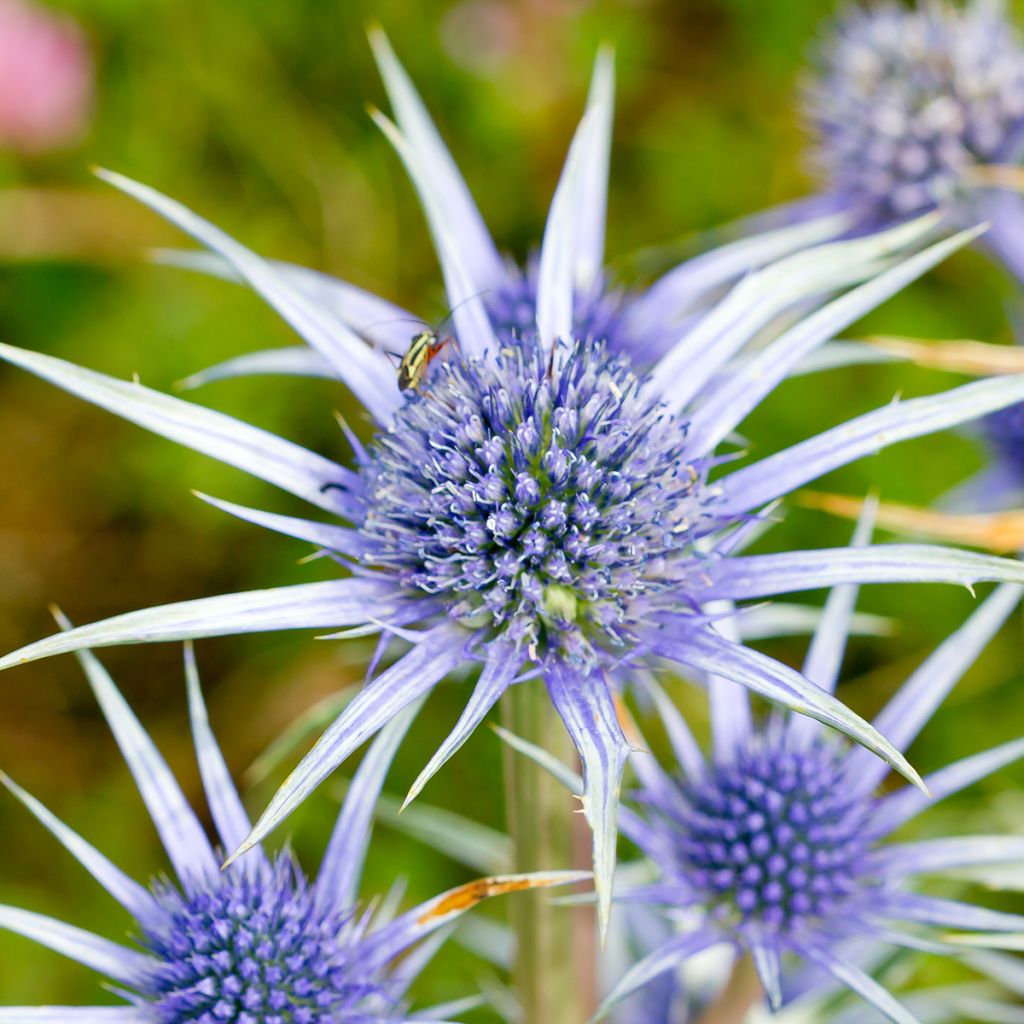 Cardo-azul - Eryngium bourgatii