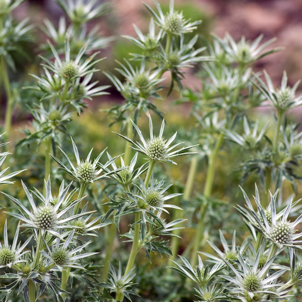 Cardo-azul - Eryngium bourgatii