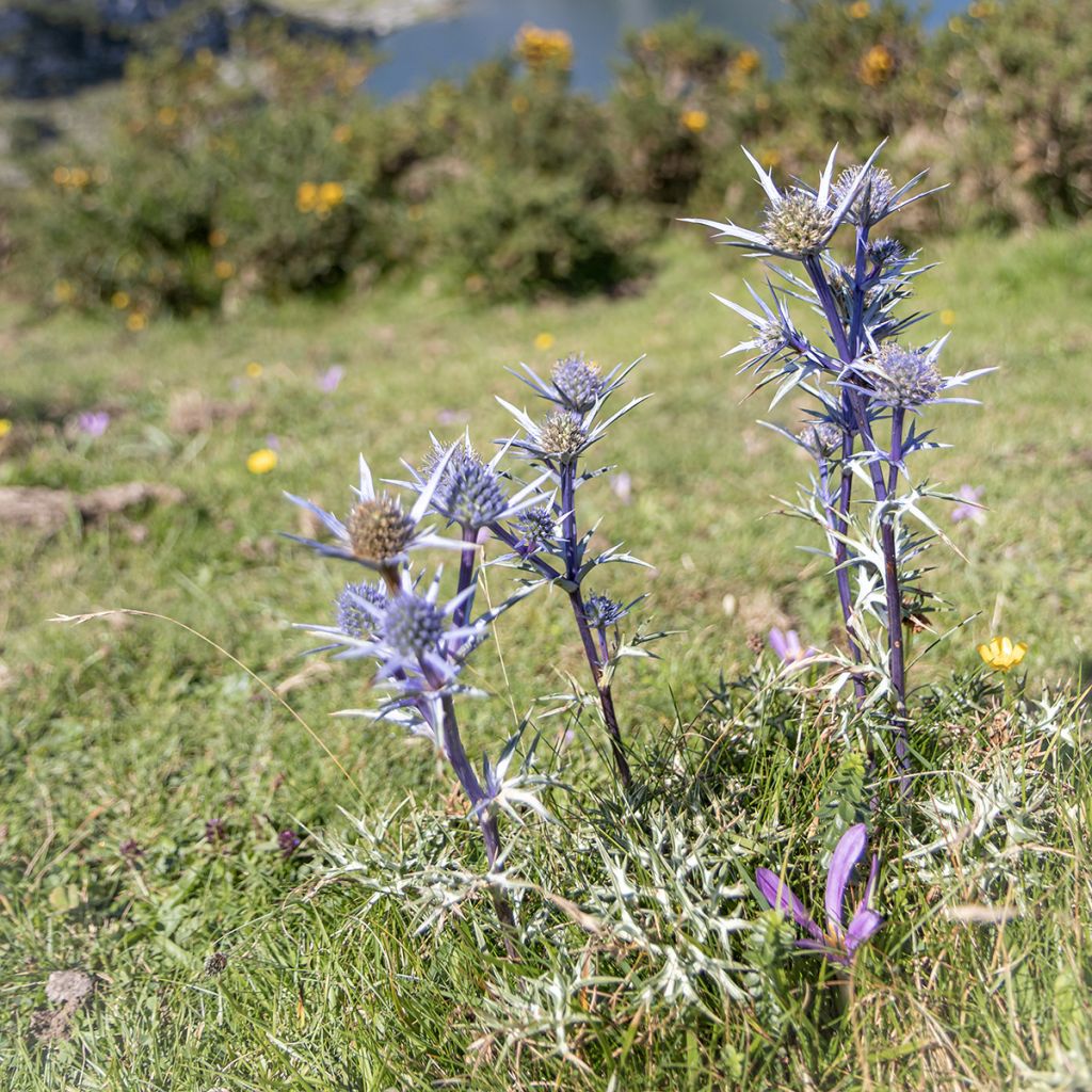 Cardo-azul - Eryngium bourgatii