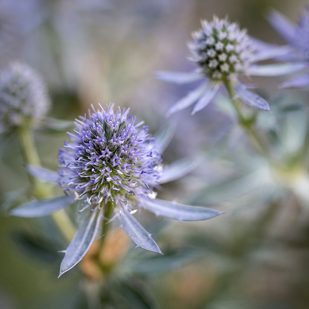 Cardo azul Blauer Zwerg - Eryngium planum