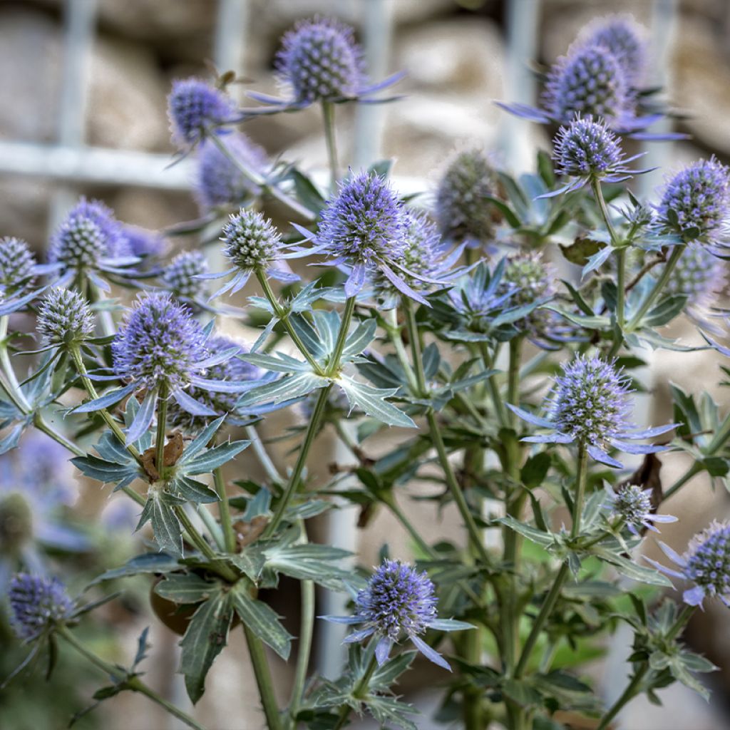 Cardo azul Blauer Zwerg - Eryngium planum