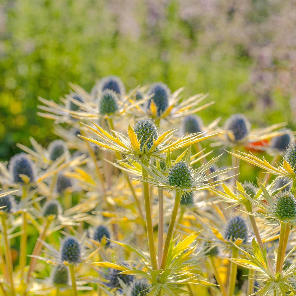Cardo azul Neptune's Gold - Eryngium planum