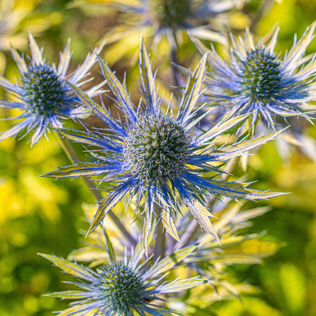 Cardo azul Neptune's Gold - Eryngium planum