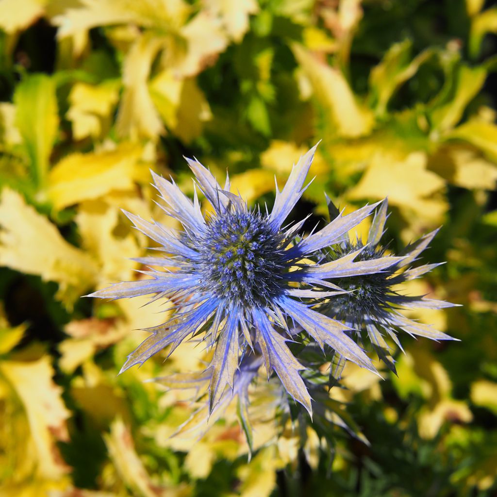 Cardo azul Neptune's Gold - Eryngium planum