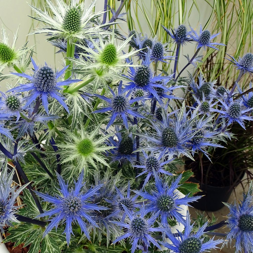 Cardo azul Big Blue - Eryngium zabelii