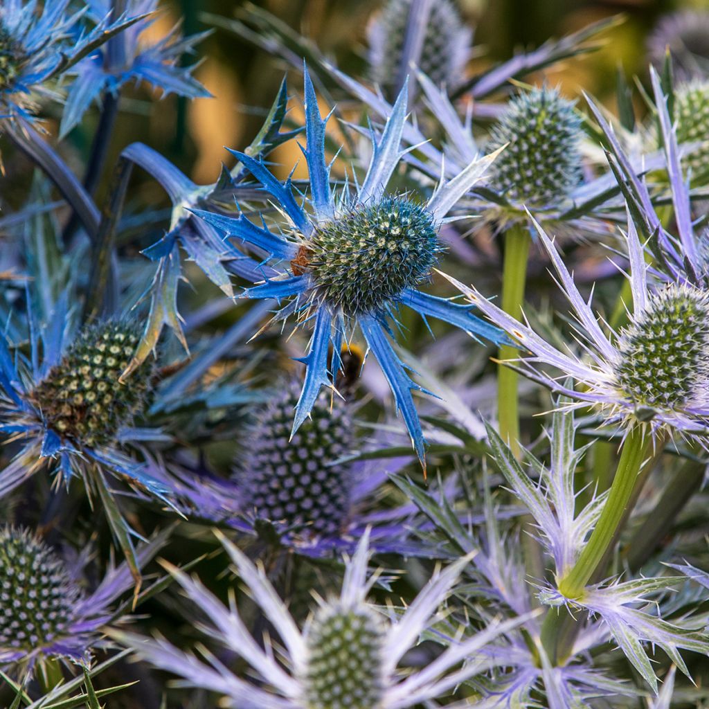 Cardo azul Big Blue - Eryngium zabelii