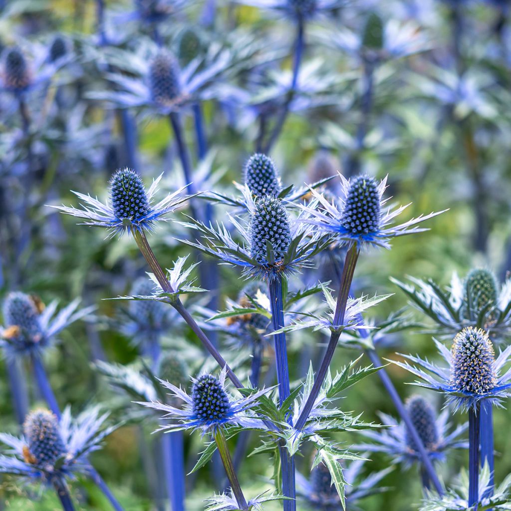 Cardo azul Big Blue - Eryngium zabelii
