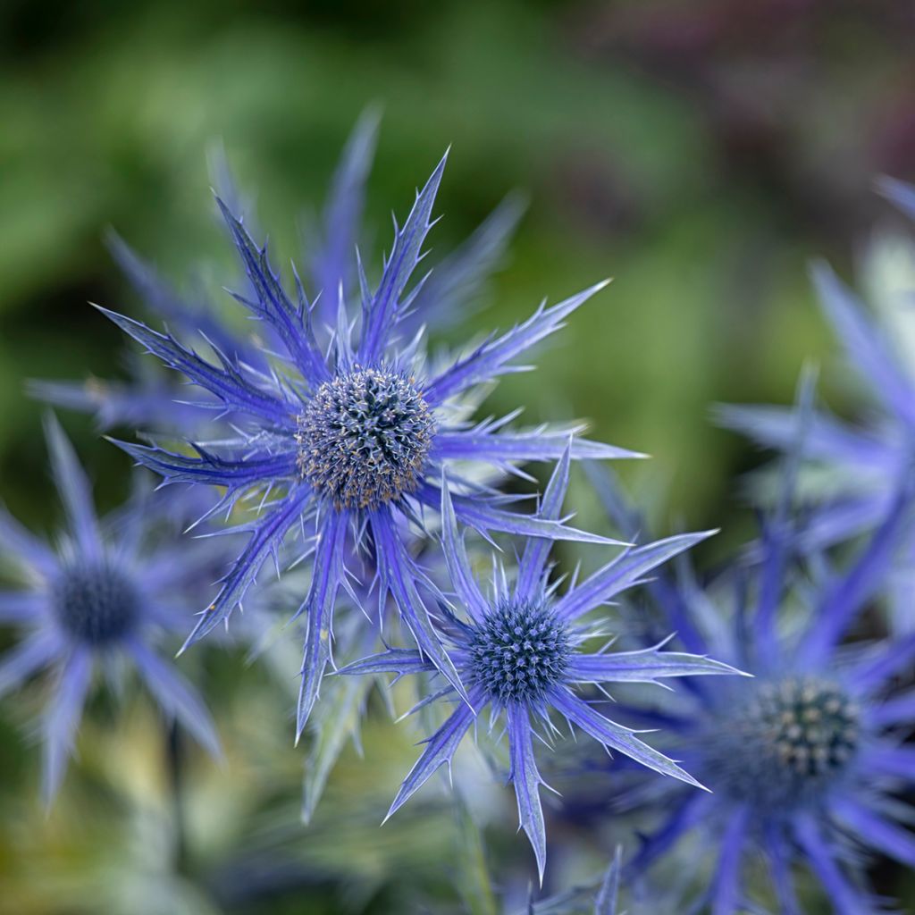 Cardo azul Big Blue - Eryngium zabelii