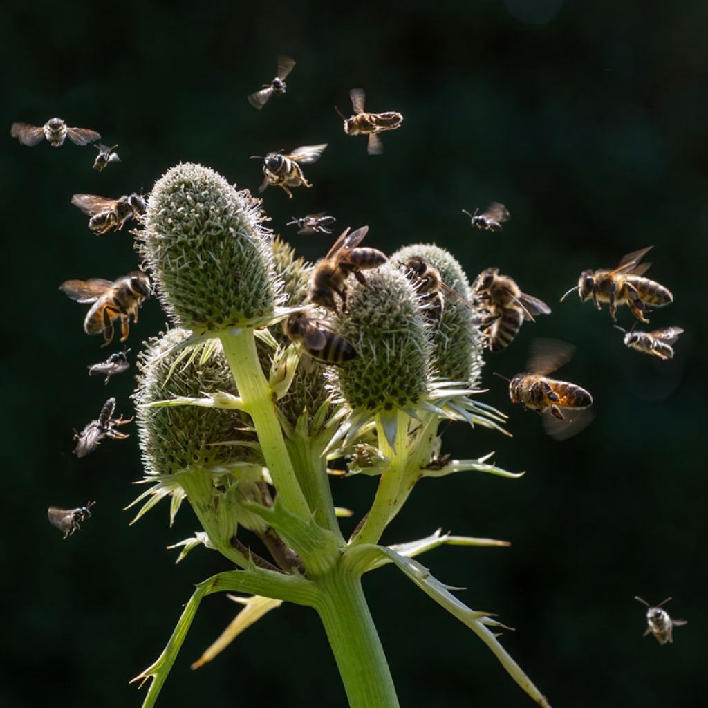 Eryngium agavifolium