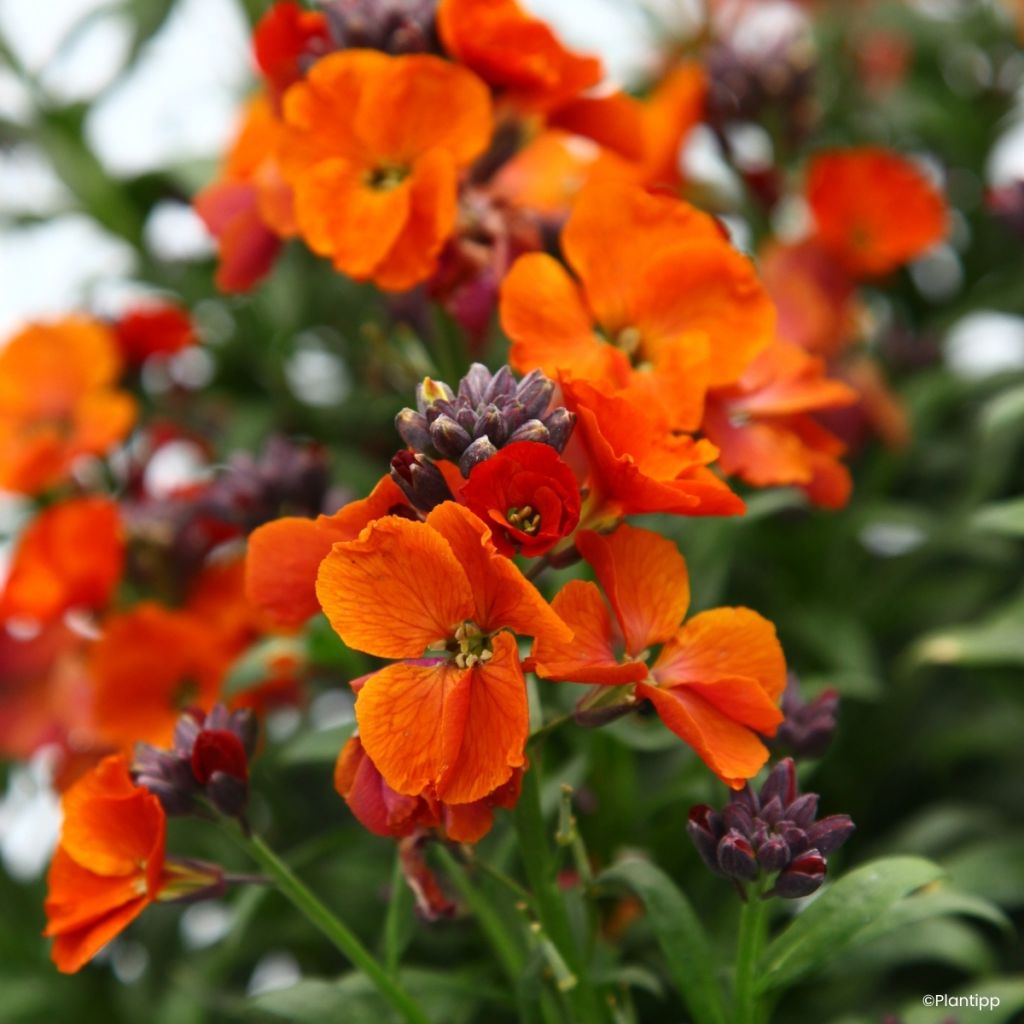 Erysimum Colour Vibe Orange