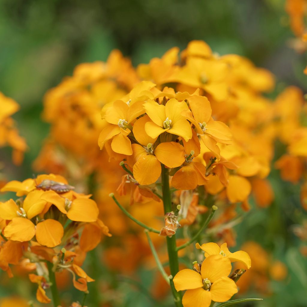 Erysimum Zwerg Mango