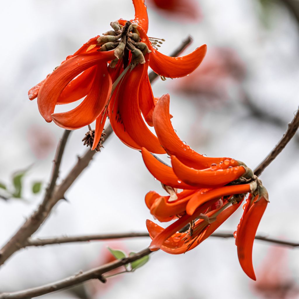 Erythrina caffra - Árvore-do-coral