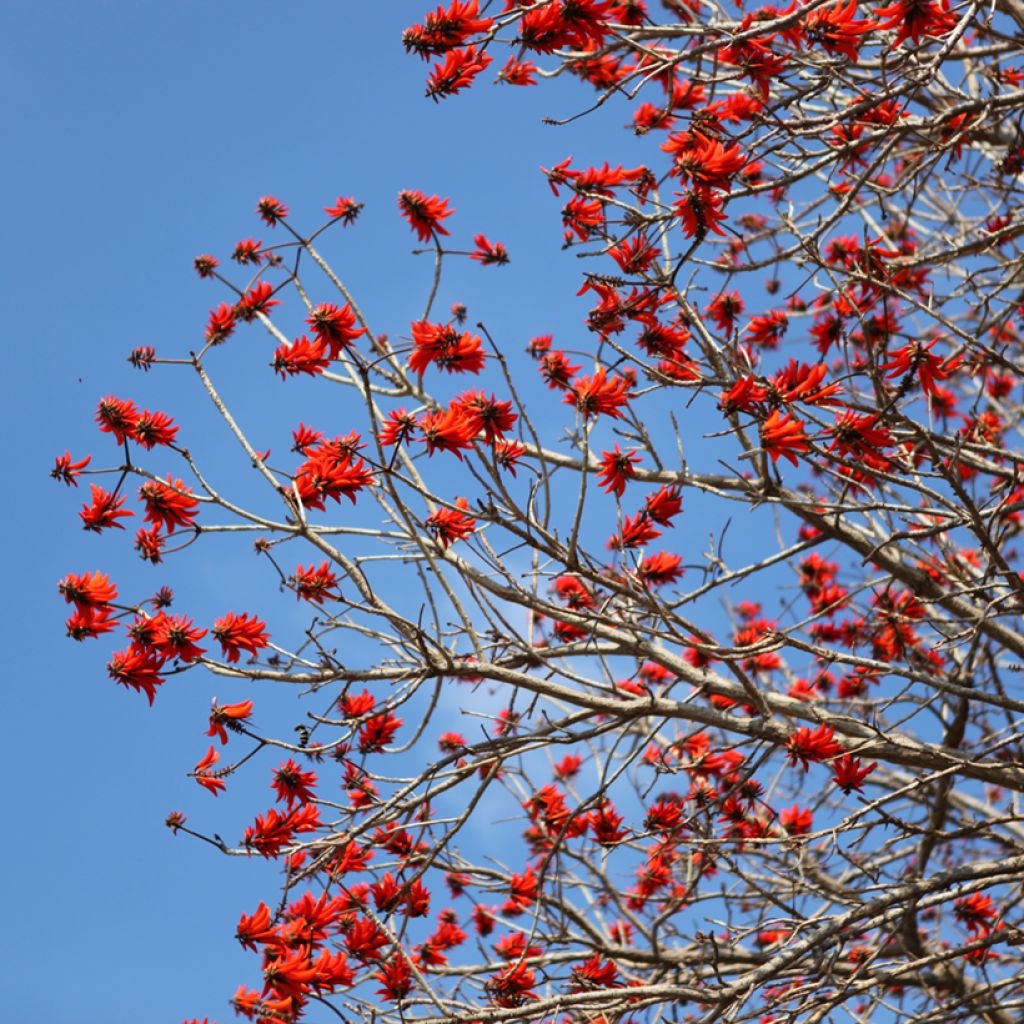 Erythrina caffra - Árvore-do-coral