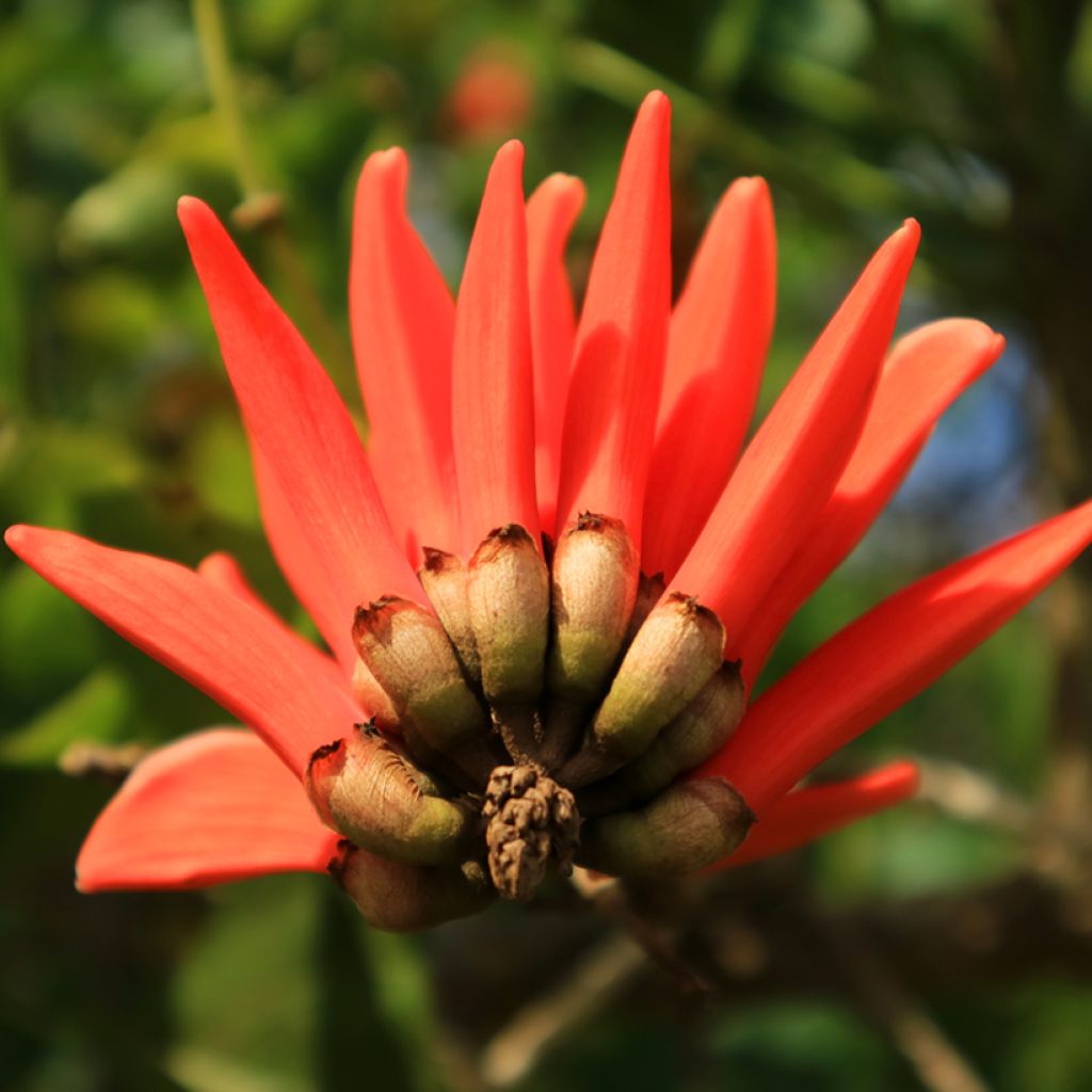 Erythrina caffra - Árvore-do-coral