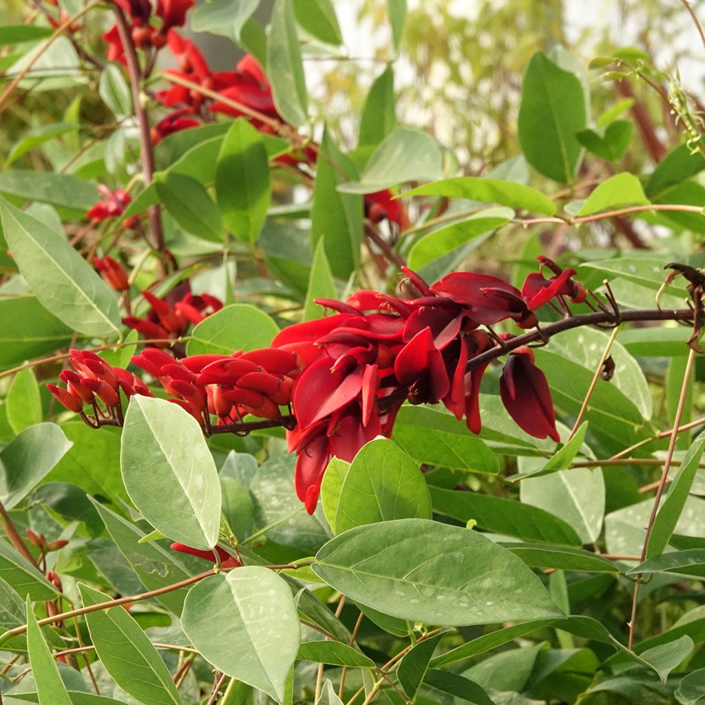 Erythrina crista-galli em sementes - Árvore-do-coral