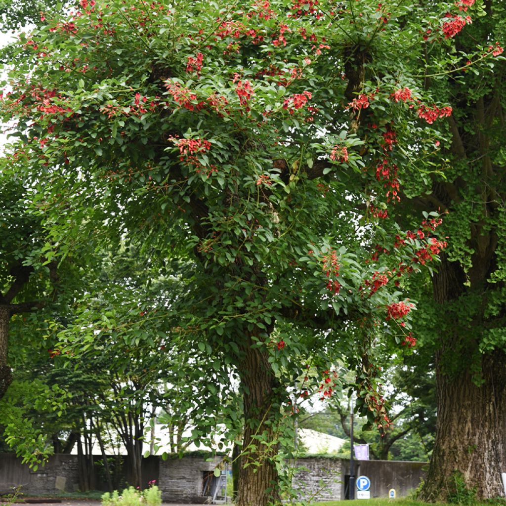 Erythrina crista-galli - Árvore-do-coral