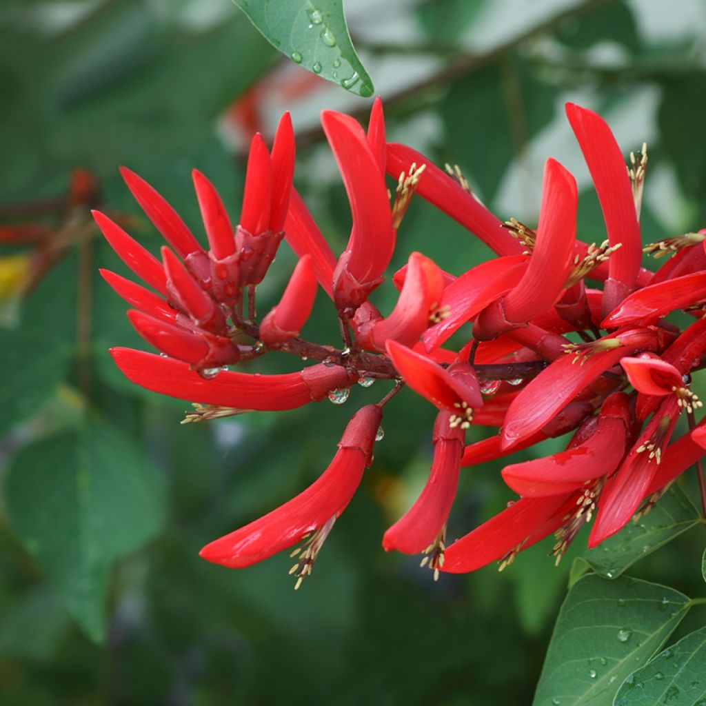 Erythrina × bidwillii