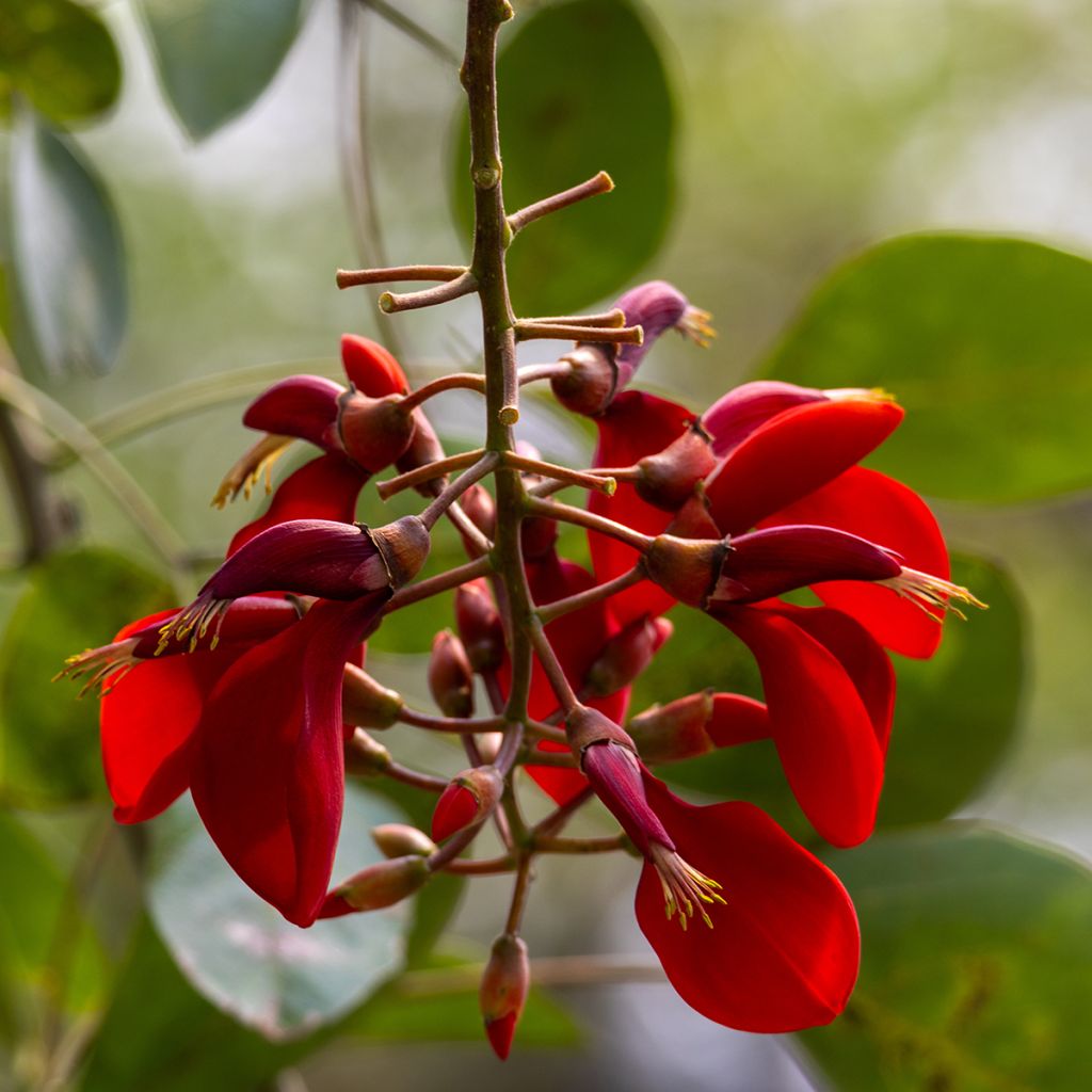 Erythrina crista-galli em sementes - Árvore-do-coral