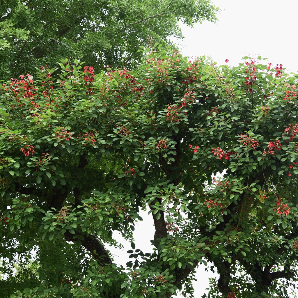 Erythrina crista-galli em sementes - Árvore-do-coral