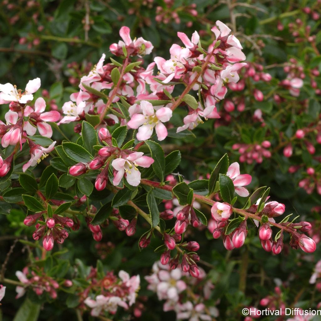 Escallónia virgata Apple Blossom