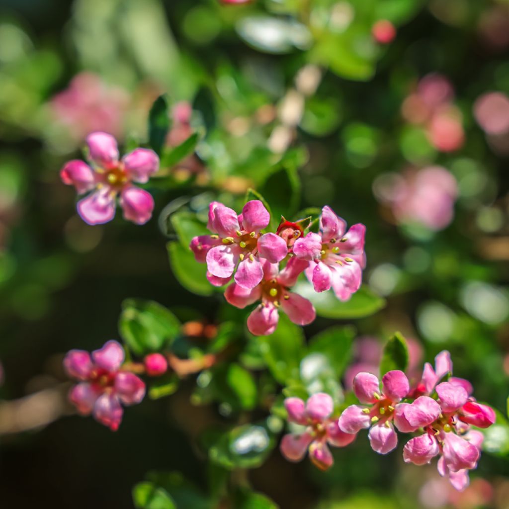 Escallónia Donard Seedling