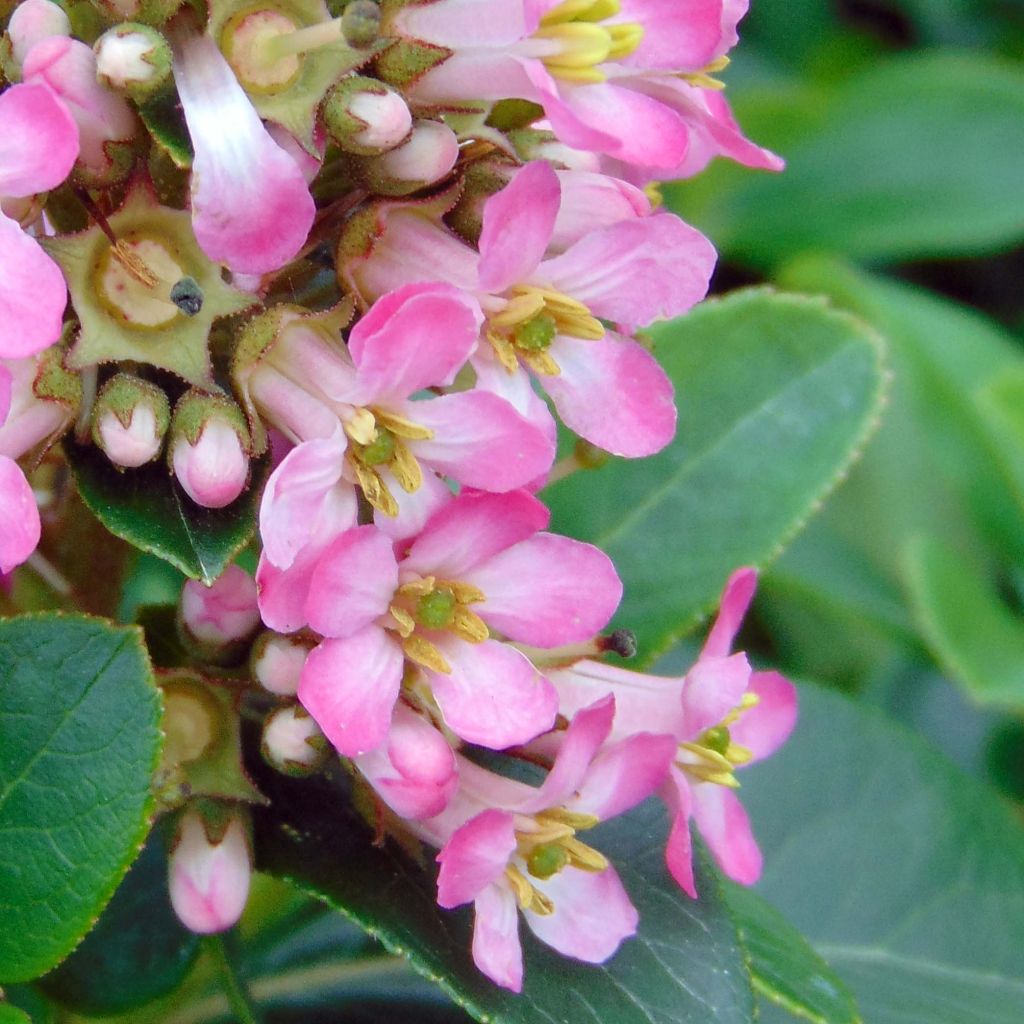 Escallónia laevis Pink Elle